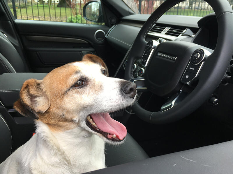 How To Keep Your Dog Cool In A Hot Car - Top Tips | Land Rover