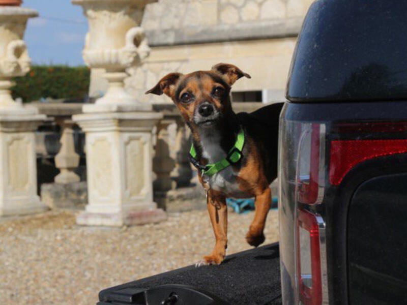 How To Keep Your Dog Cool In A Hot Car - Top Tips | Land Rover